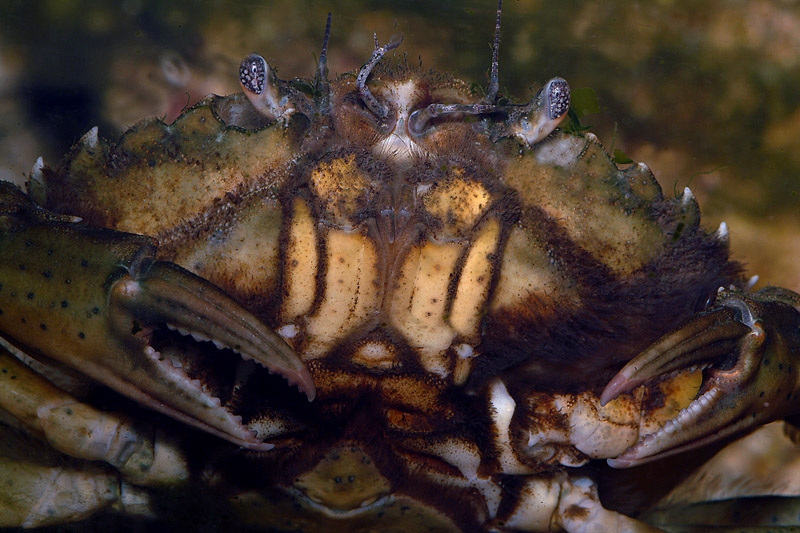 Carcinus sp.
